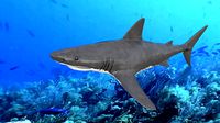 White Shark