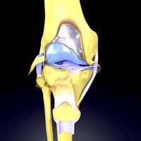 Knee joint cut open detail labelled