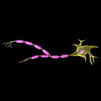 Neuron axon parts labelled detail