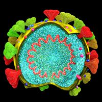 corona virus detail labelled cut section