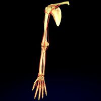 Upper limb arteries axilla arm forearm hand