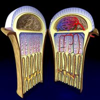 Bone end enchondral ossification