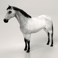 Gray Horse