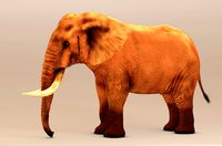 Elephant