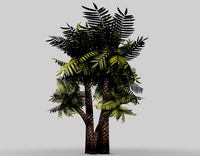 Palm Tree