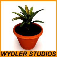 Houseplant 4