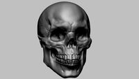 Skull