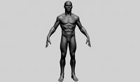 Male Anatomy