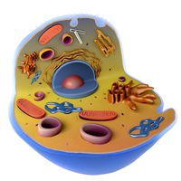 Cell