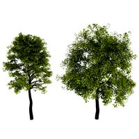 Deciduous Trees