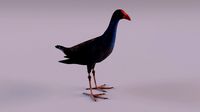 Purple Swamphen