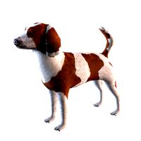 Beagle dog1