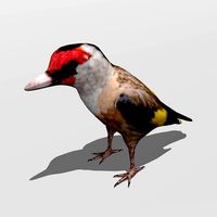 Goldfinch