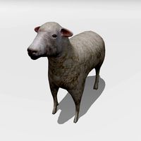 Lamb