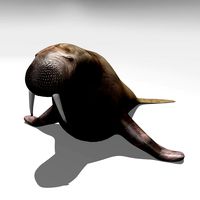 Walrus