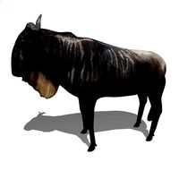 Gnu