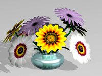 Daisies