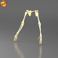 Human Arms Skeleton