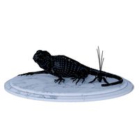 Lizard