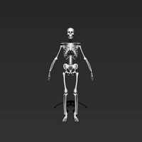 skeleton model