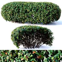 Cotoneaster lucidus # 8. Wide customizable hedge
