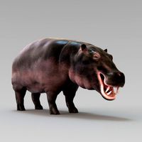 Hippopotamus 3d