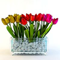 Tulip