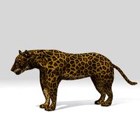 big cat