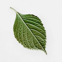 Autumn bush leaf