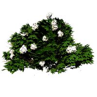 Hydrangea - Vray
