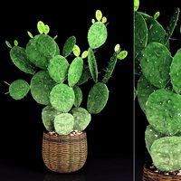 Plant 9