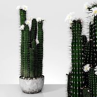 Plant 4