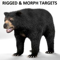 Black bear - RIGGED and ANIMATED