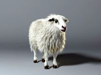 Sheep - realistic