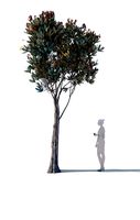 bronze loquat eriobotrya deflexa skinny