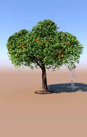 Citrus reticulata mandarin tree mature