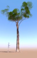 Pinus pinea stone pine adult C