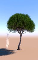 pinus pinea stone pine young C