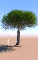 pinus pinea stone pine mature C