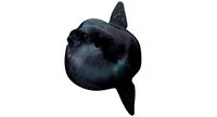 Giant Ocean sunfish