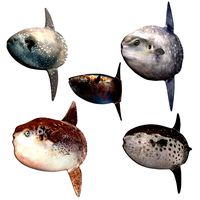 Molidae complete collection
