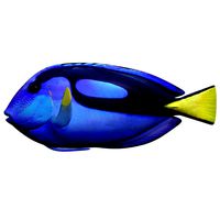 blue tang