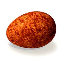 peregrine falcon egg