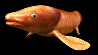 Neoceratodus forsteri