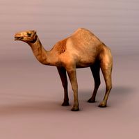 Camel