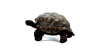 Tortoise