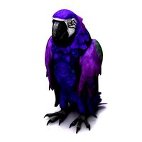 Parrot 6