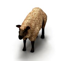 Sheep lamb 3
