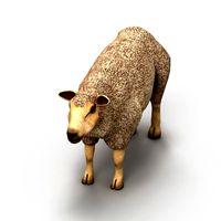 Sheep lamb 2