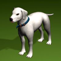 Dog White